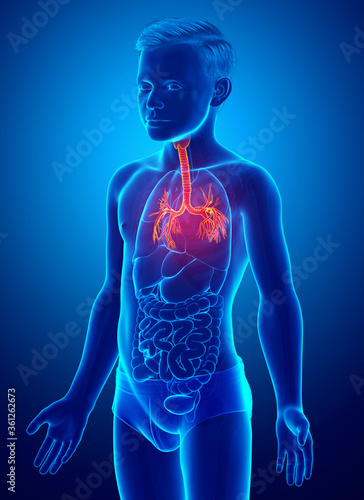 3D illustration of Larynx Trachea Bronchi Part of Respiratory System.