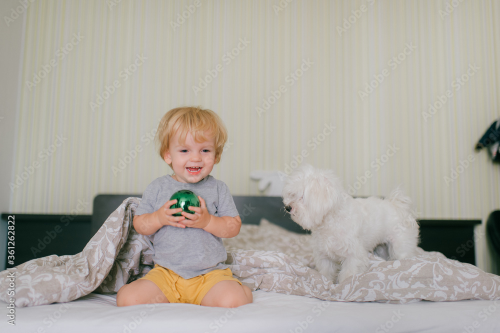 Picture of cute little caucasian boy with short fair hair in grey t-shirt and yellow shorts have a lot of fun with his pretty white dog in bedroom Picture of cute little caucasian boy with short fair hair in grey t-shirt and yellow shorts have a lot of fun with his pretty white dog in bedroom