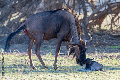 Fototapeta Blue Wildebeest Birth