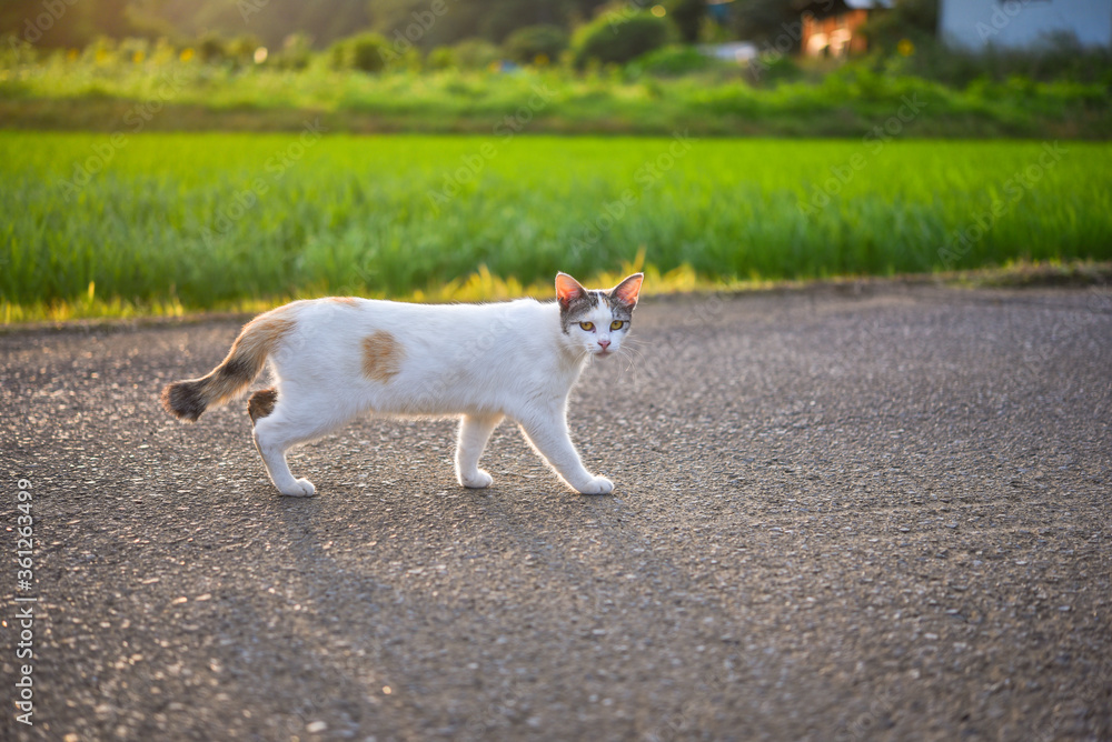 里山を歩く野良猫	