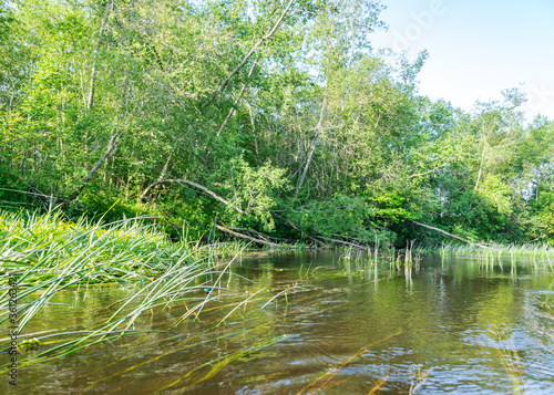 summer landscape with a small forest river, beautiful reflections in the water, summer wild river reflection landscape.