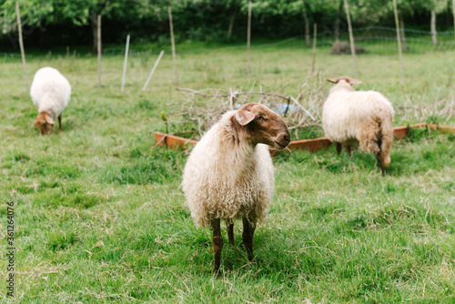 Fototapeta Naklejka Na Ścianę i Meble -  Shaggy sheep grazes in the in the field. livestock concept.