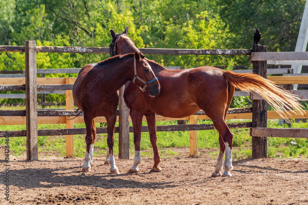 Two bay horses in a summer paddock amid green foliage. Photo taken in Russia, in the city of Orenburg Two bay horses in a summer paddock amid green foliage. Photo taken in Russia, in the city of Orenburg