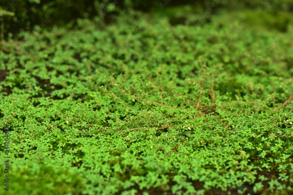 Beautiful green moss on the floor, moss closeup, macro. Beautiful background of moss for wallpaper.