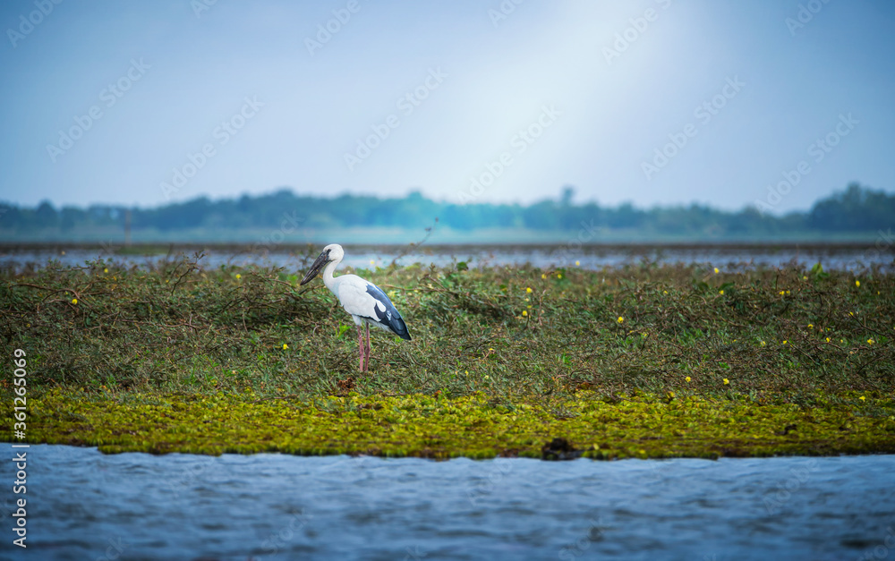 Fototapeta premium Alone White Pelican