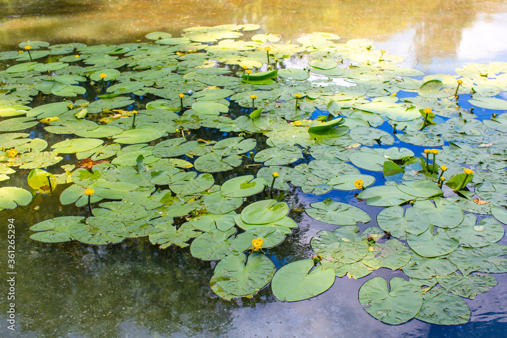 Lilies with yellow flowers on the pond Lilies with yellow flowers on the pond