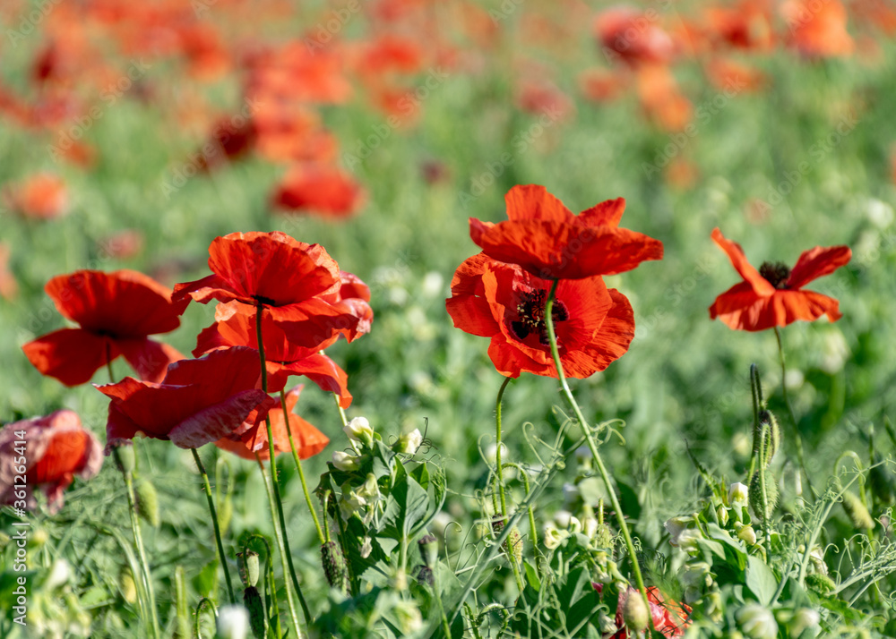 Fototapeta premium summer landscape with blooming red poppies, blurred background, highlighted petal fragments