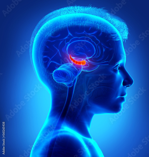 3d rendering medical illustration of a boy Brain HYPPOCAMPUS anatomy - cross section