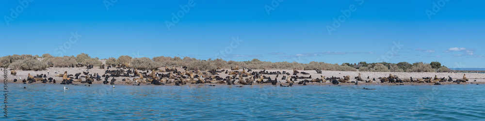 Sea lion colony with young animals on an island, Patagonia, Argentina Sea lion colony with young animals on an island, Patagonia, Argentina