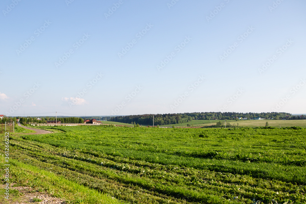 Field with green grass outside the city