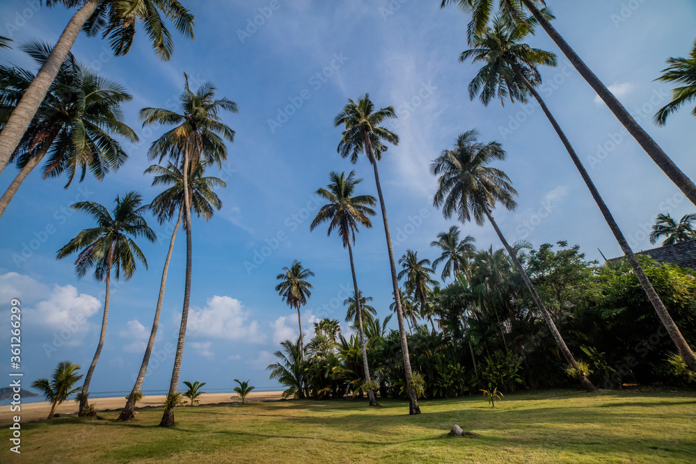palm trees on the beach palm trees on the beach