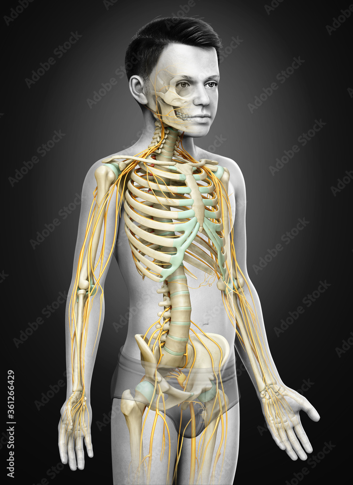 3d rendered medically accurate illustration of a young boy nervous system and skeleton system