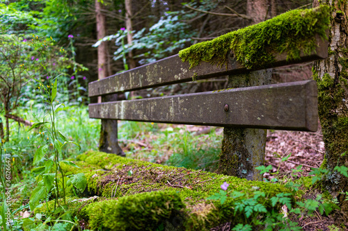 Old rotten bench in Forest