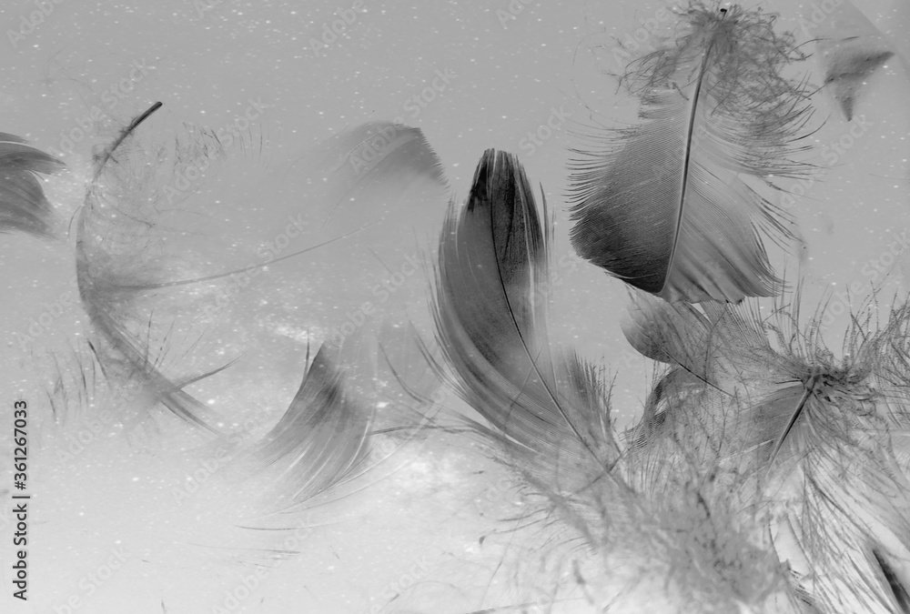 Beautiful abstract white and black feathers on white background and ...