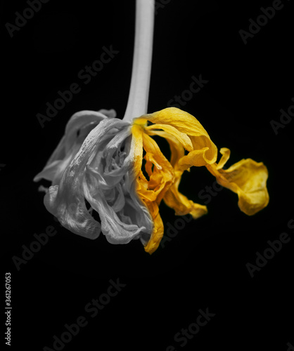 Vászonkép Yellow fading tulip on black background