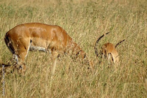 Aepyceros melampus melampus