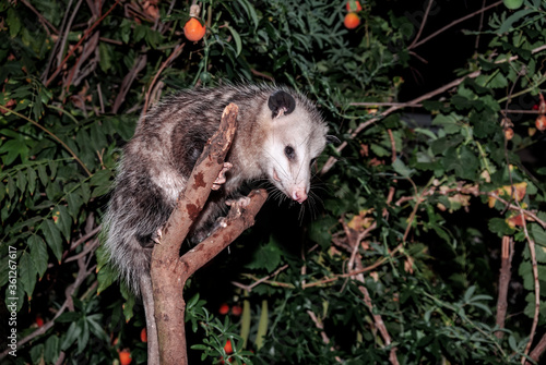 Virginia Opossum (Didelphis virginiana) in garden, Los Angeles, California, USA
