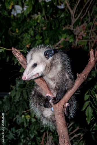 Virginia Opossum (Didelphis virginiana) in garden, Los Angeles, California, USA