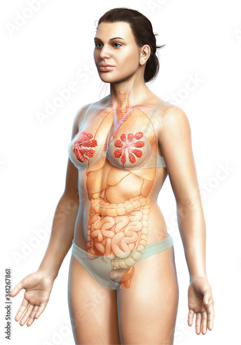 3d Illustration of Female breast and mammary gland anatomy photo