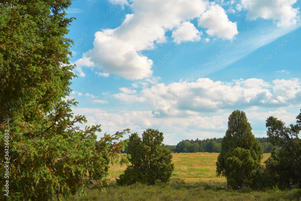 Obraz premium beautiful sunny day next to spruce and juniper trees