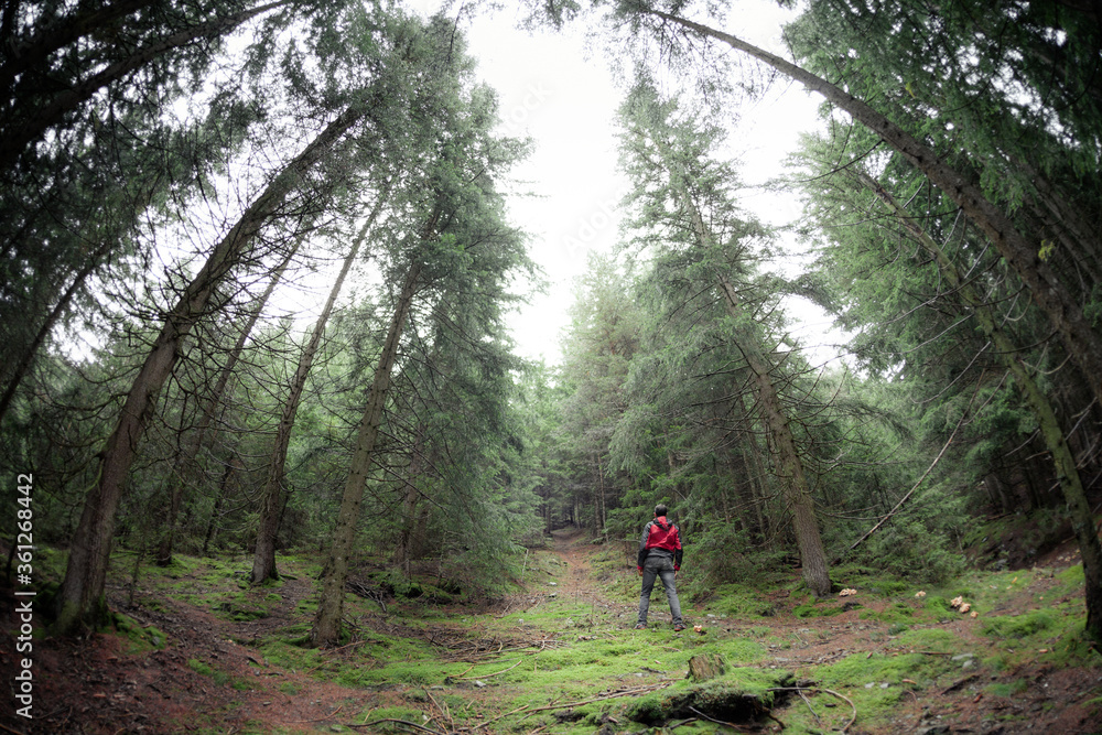 a man walking alone inside a forest in a foggy day a man walking alone inside a forest in a foggy day