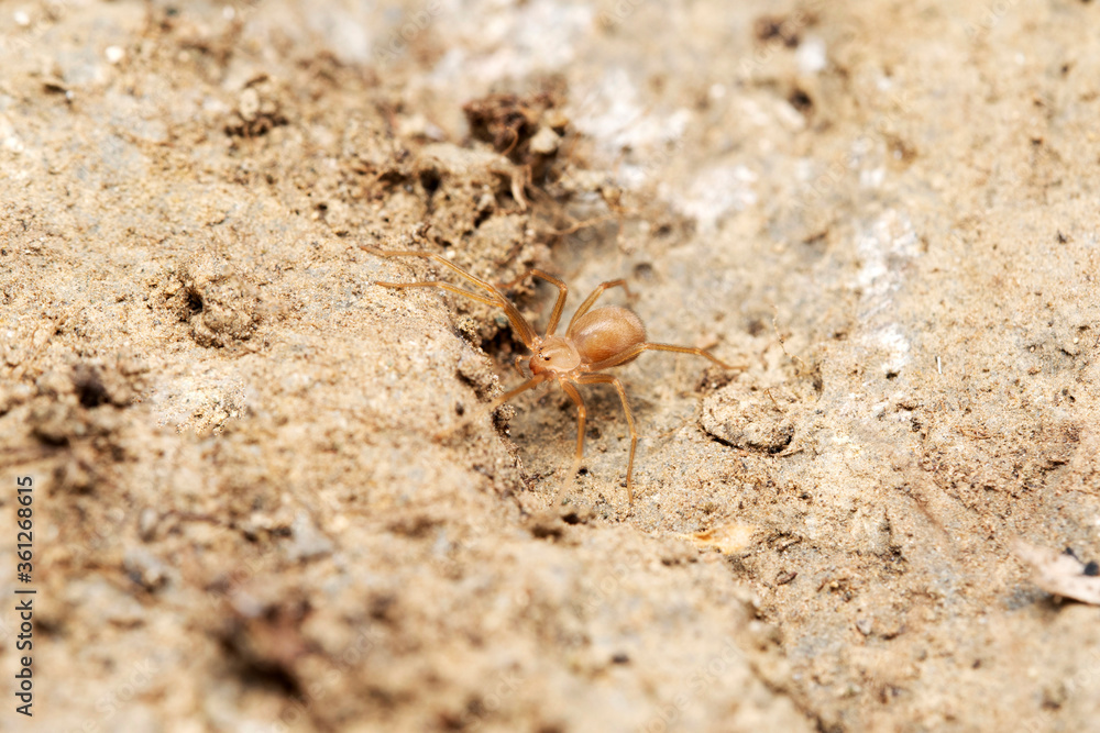 Dorsal of violin spider, Loxosceles reclusa, Scariidae, Satara, Maharashtra, India (2)