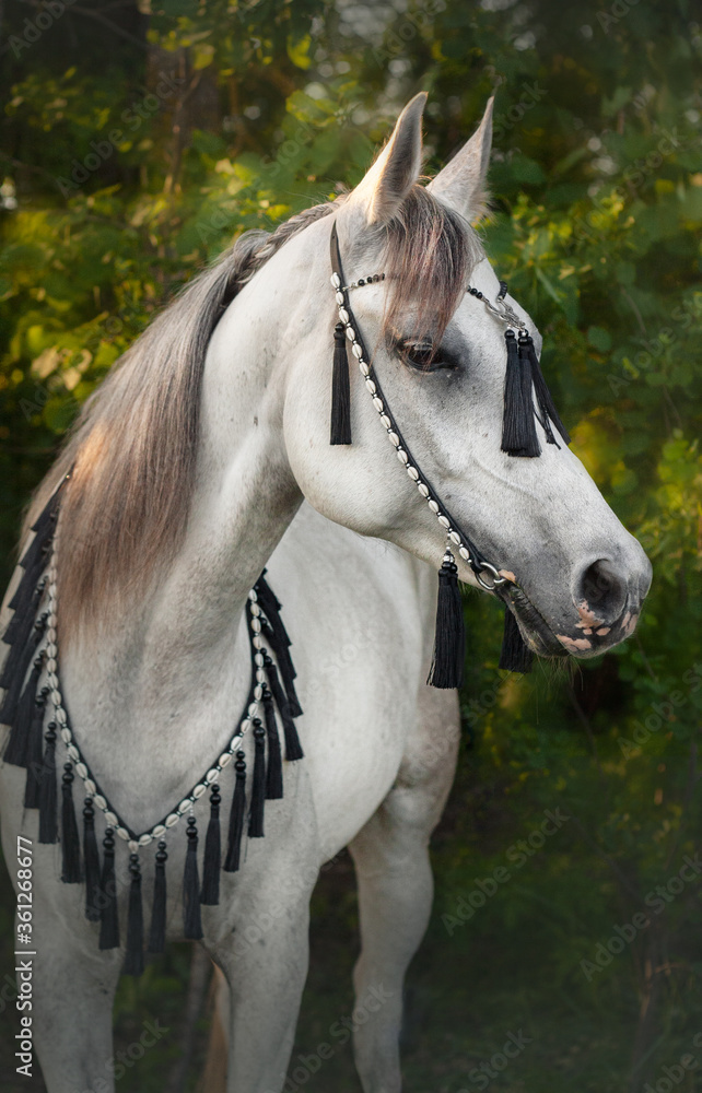 Fototapeta premium Portrait of an Arabian horse on a background of green forest