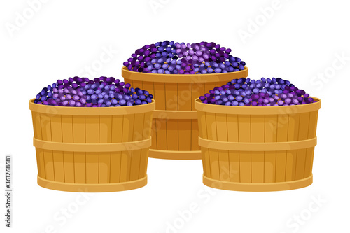 Destemmed Grapes Gathered in Wooden Baskets for Further Usage Vector Illustration