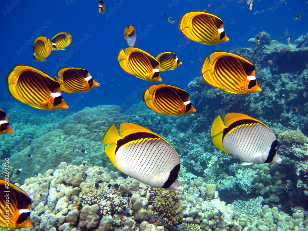 Butterfly fish. Striped butterfly fish This butterfly fish grows up