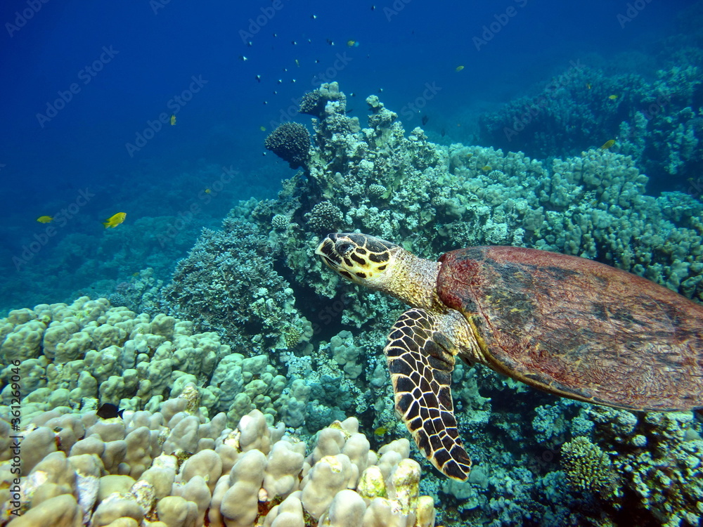 Sea turtles. Great Reef Turtle. Bissa, Sea turtles. Great Reef Turtle. Bissa,
