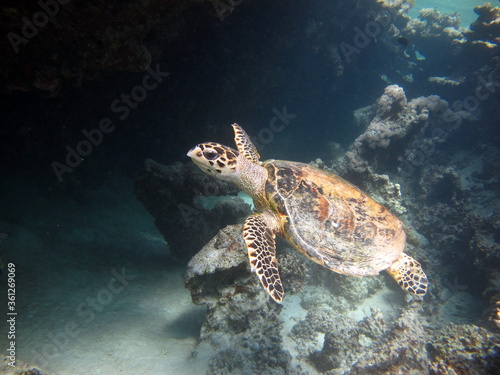 Sea turtles. Great Reef Turtle. Bissa, © Vitalii6447