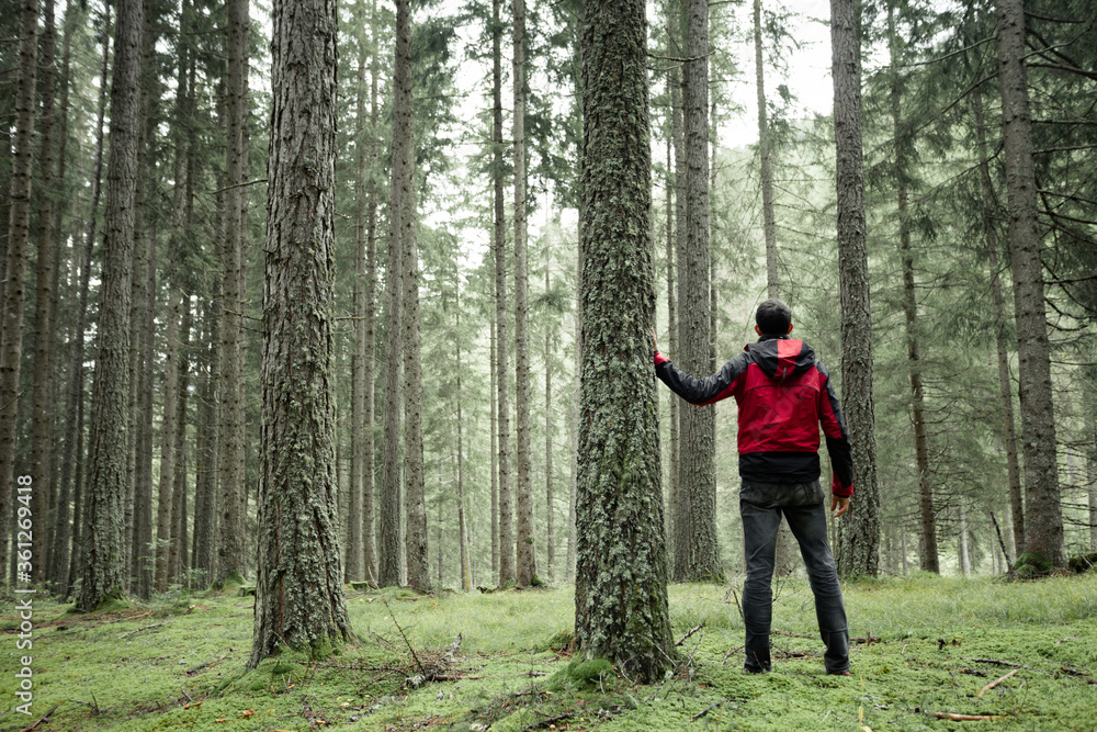 a man walking alone inside a forest in a cloudy day a man walking alone inside a forest in a cloudy day