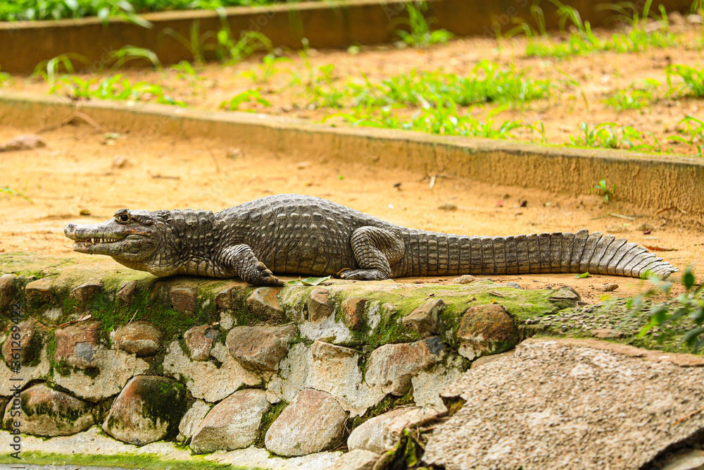 alligator in the swamp alligator in the swamp