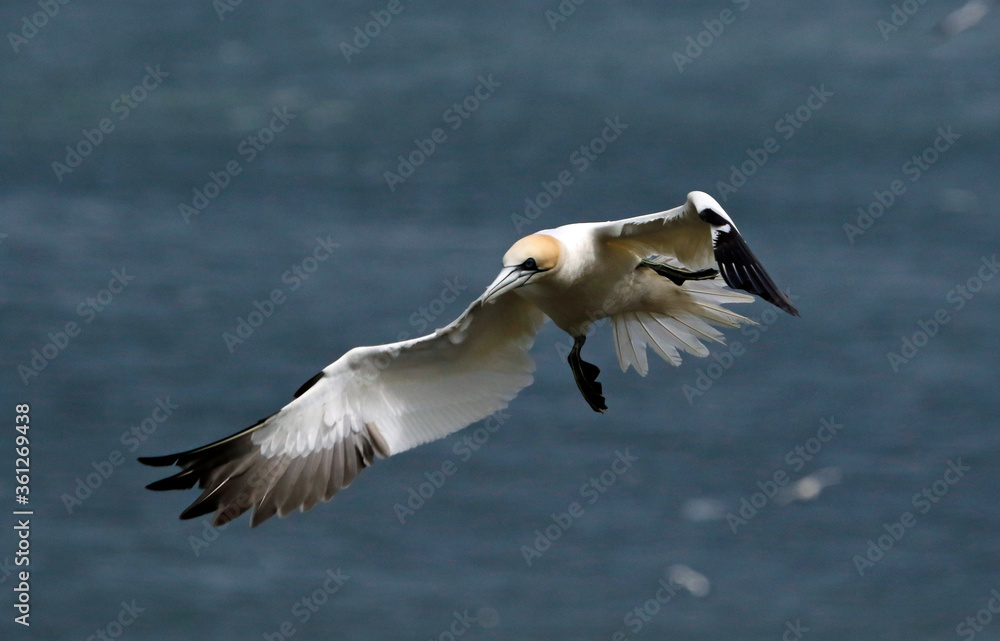 Northern gannets soaring above the cliffs at Bempton in Yorkshire Northern gannets soaring above the cliffs at Bempton in Yorkshire
