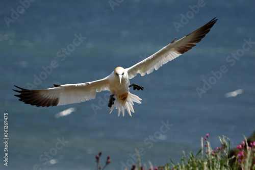 Northern gannets soaring above the cliffs at Bempton in Yorkshire