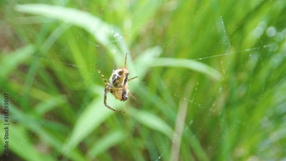 A closer look of the hanging spider on the web A closer look of the hanging spider on the web
