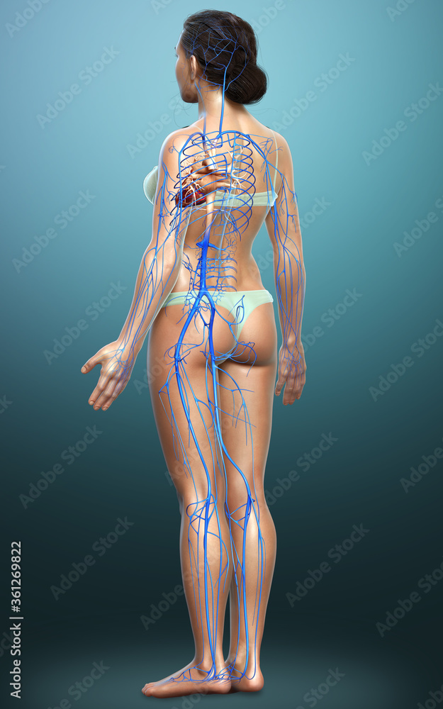 3d rendered medically accurate illustration of a female Veins anatomy 3d rendered medically accurate illustration of a female Veins anatomy