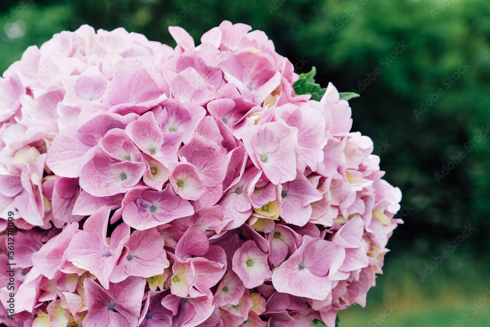 Fototapeta premium Beautiful fresh purple hydrangea flowers in full bloom.