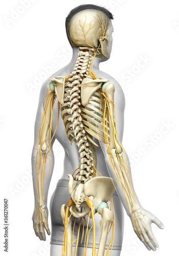 3d rendered medically accurate illustration of the nervous system and skeleton system