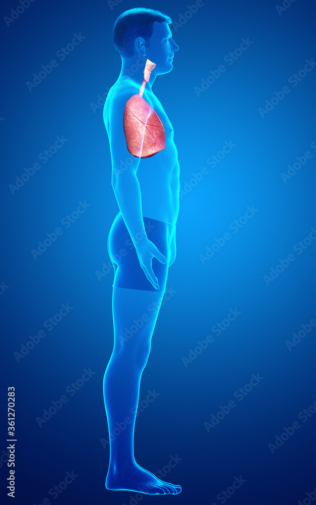 3d rendered, medically accurate illustration of a male lung anatomy 3d rendered, medically accurate illustration of a male lung anatomy