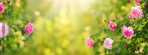 Принти на полотні Beautiful nature field with vintage rose flowers of pink color in rose bushes in sunlight, English garden background and floral landscape