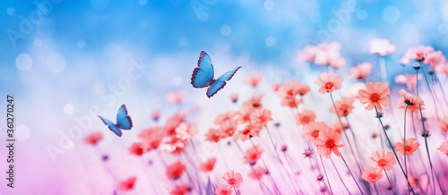 Fototapeta Naklejka Na Ścianę i Meble -  Beautiful flower field and flying butterflies on blue sky background. Colorful toning of amazing nature landscape with wild plants and insects.