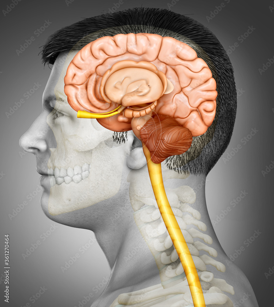 3d rendering medical illustration of male brain anatomy Stock ...