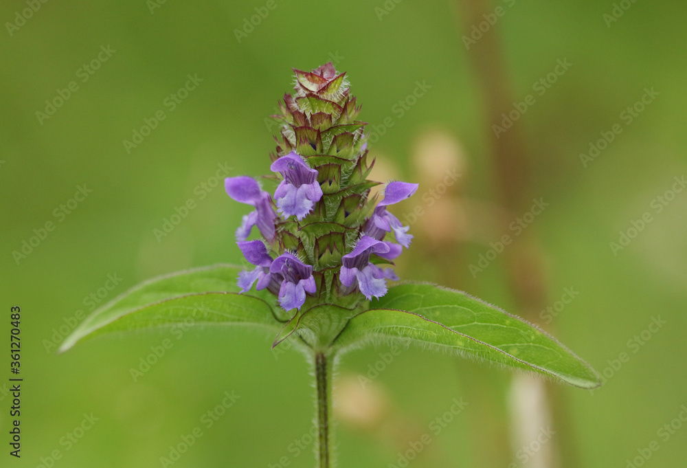 The flower of a Common Self-heal plant, Prunella vulgaris, growing in a meadow in the UK. The flower of a Common Self-heal plant, Prunella vulgaris, growing in a meadow in the UK.