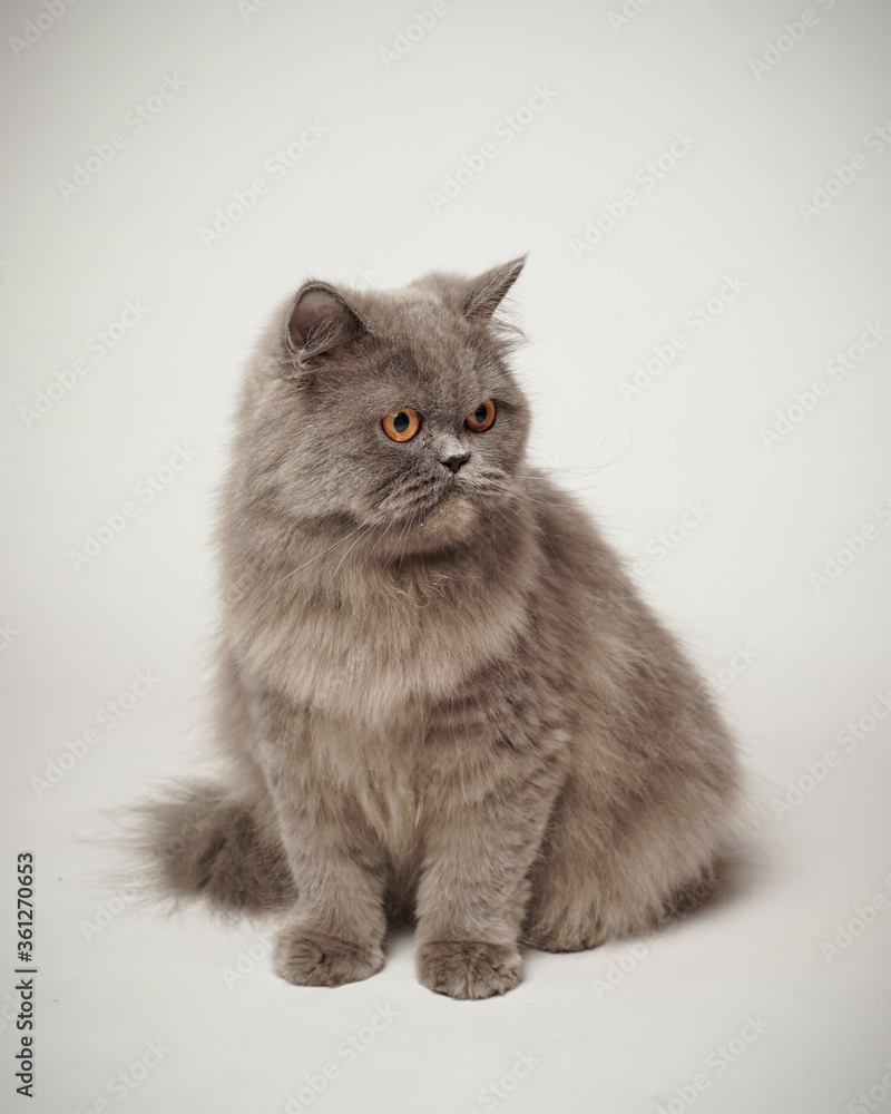 the cat's expression was hunting for something nearby. Persian cat who was turning his head, as if he saw something strange. This cat smells an attention-grabbing scent to hunt it. 