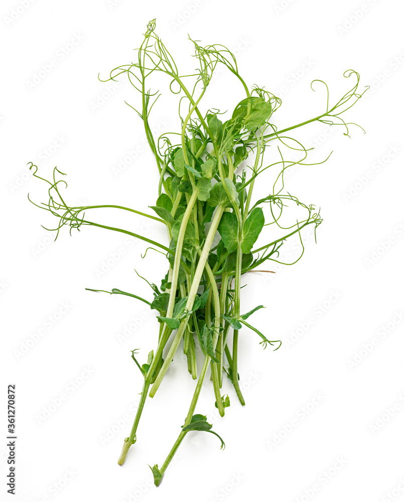 Bunch of micro green sprouts isolated on white background