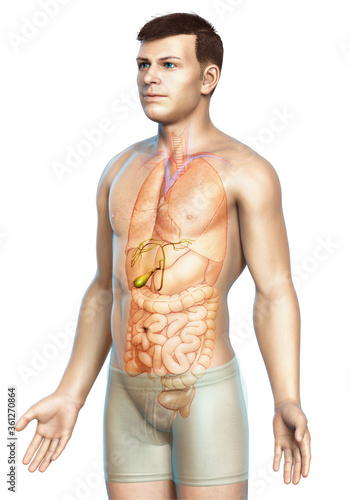 3d rendered medically accurate illustration of male Organs Gallbladder Anatomy photo