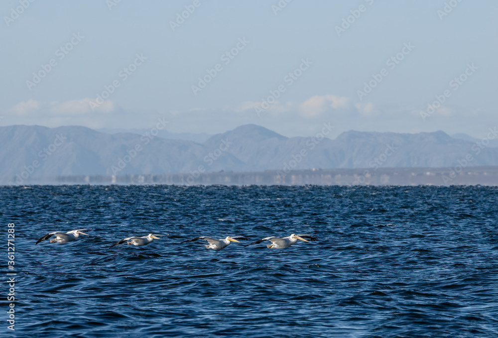 American White Pelican (Pelecanus erythrorhynchos) on Salton Sea, Imperial Valley, California, USA