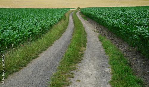 dirt road in the corn fields