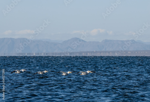 American White Pelican (Pelecanus erythrorhynchos) on Salton Sea, Imperial Valley, California, USA